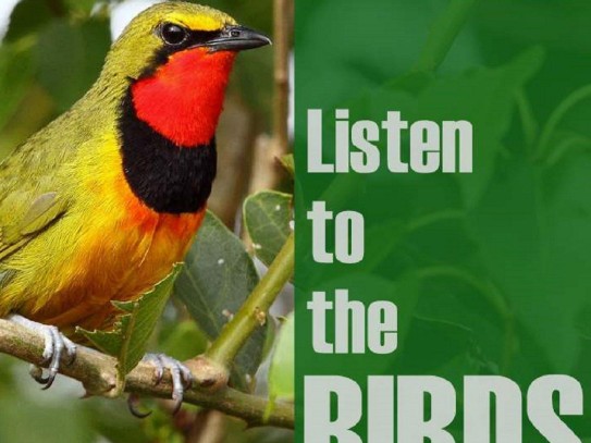  "Ultimate Guide to Attracting Cardinals Birds: Tips and Tricks for Bird Enthusiasts"