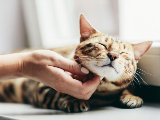  Essential Tips for Cat Care While on Vacation: Keep Your Feline Happy and Healthy