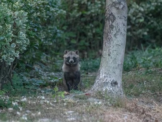  What Attracts Raccoons: Unveiling the Secrets to Luring These Curious Creatures